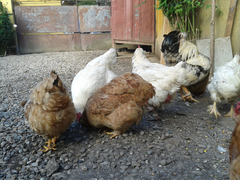  - Găini MATCĂ MATURĂ - eclozate în 2021 - fotografiate miercuri 15 mai 2024