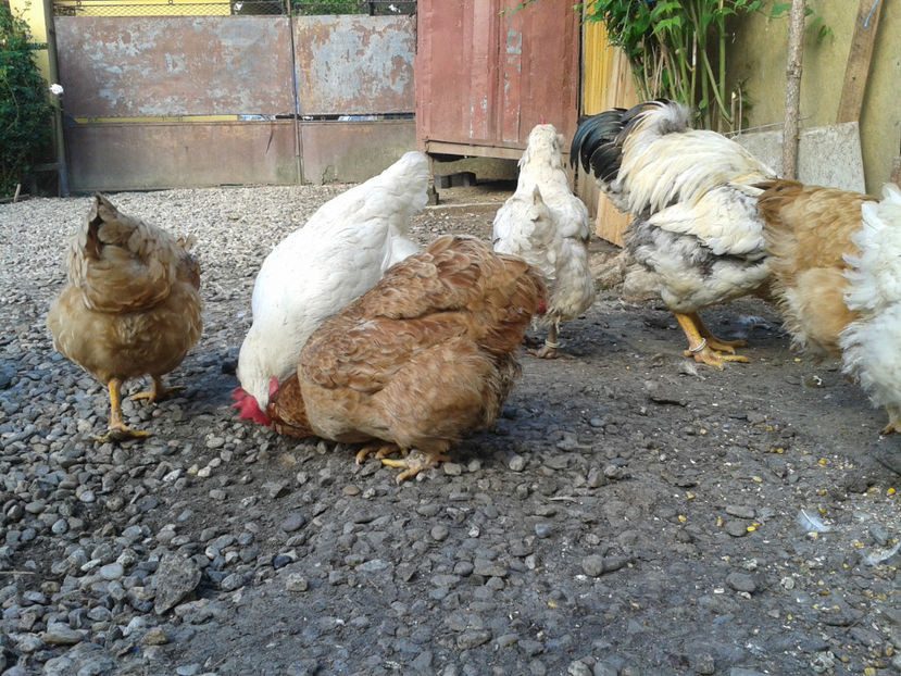  - Găini MATCĂ MATURĂ - eclozate în 2021 - fotografiate miercuri 15 mai 2024