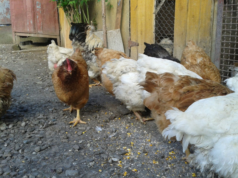  - Găini MATCĂ MATURĂ - eclozate în 2021 - fotografiate miercuri 15 mai 2024