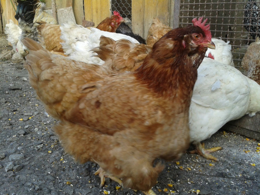  - Găini MATCĂ MATURĂ - eclozate în 2021 - fotografiate miercuri 15 mai 2024