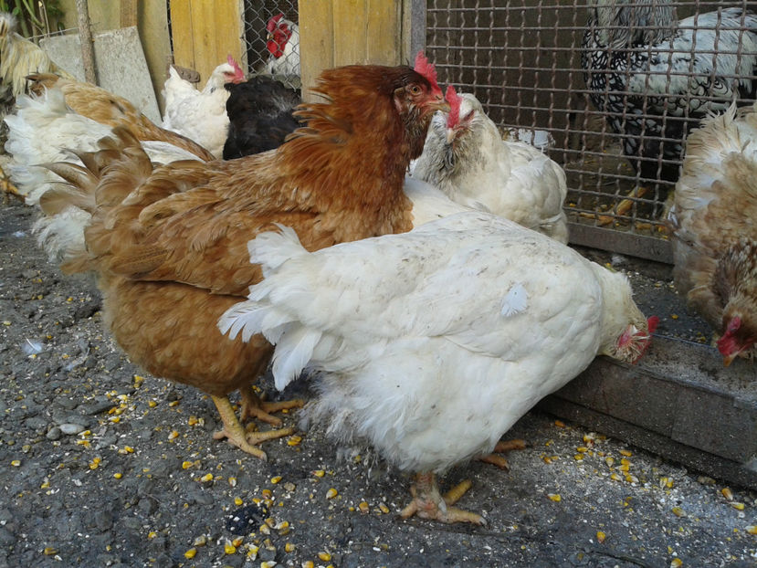  - Găini MATCĂ MATURĂ - eclozate în 2021 - fotografiate miercuri 15 mai 2024