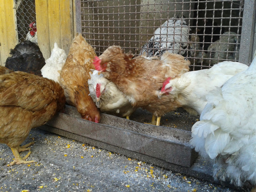  - Găini MATCĂ MATURĂ - eclozate în 2021 - fotografiate miercuri 15 mai 2024