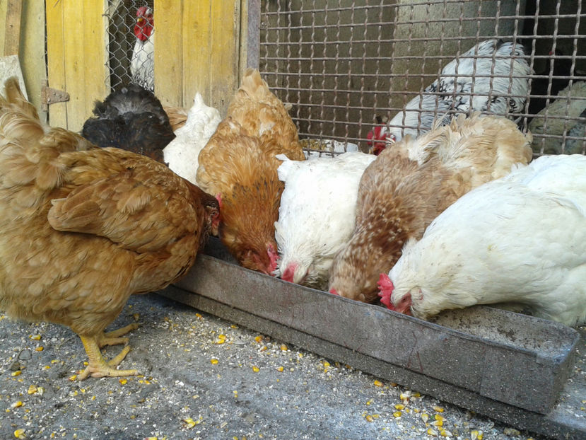  - Găini MATCĂ MATURĂ - eclozate în 2021 - fotografiate miercuri 15 mai 2024