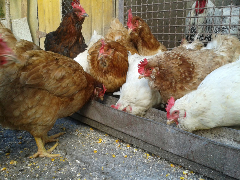  - Găini MATCĂ MATURĂ - eclozate în 2021 - fotografiate miercuri 15 mai 2024