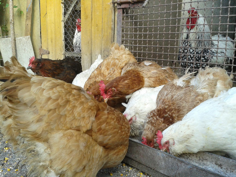  - Găini MATCĂ MATURĂ - eclozate în 2021 - fotografiate miercuri 15 mai 2024