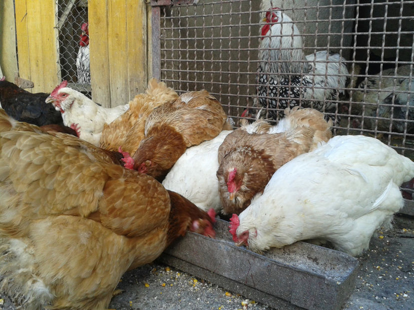  - Găini MATCĂ MATURĂ - eclozate în 2021 - fotografiate miercuri 15 mai 2024