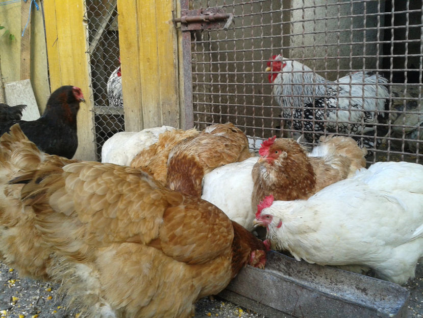  - Găini MATCĂ MATURĂ - eclozate în 2021 - fotografiate miercuri 15 mai 2024