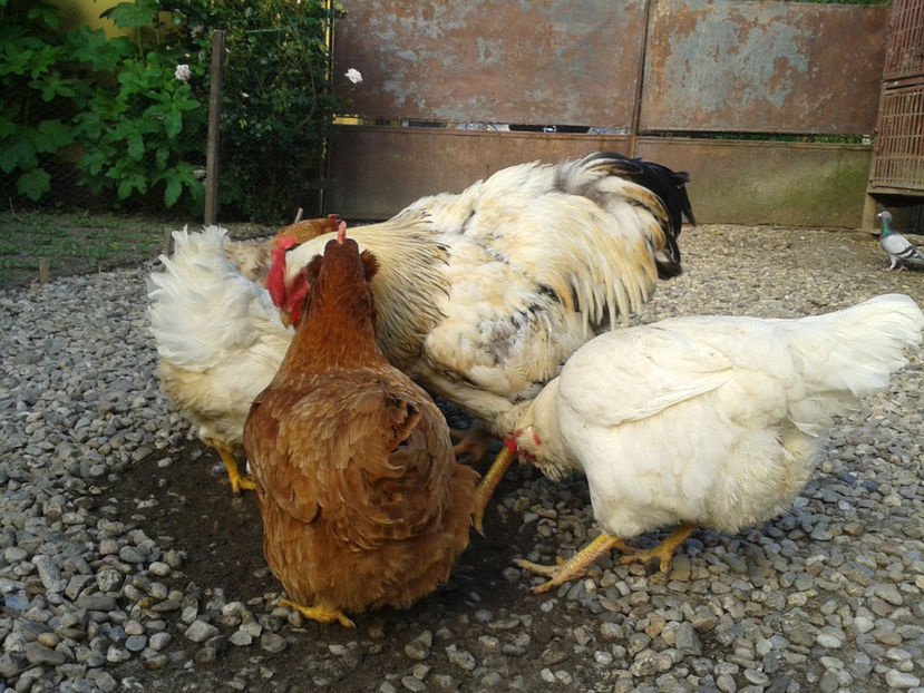  - Găini MATCĂ MATURĂ - eclozate în 2021 - fotografiate miercuri 15 mai 2024