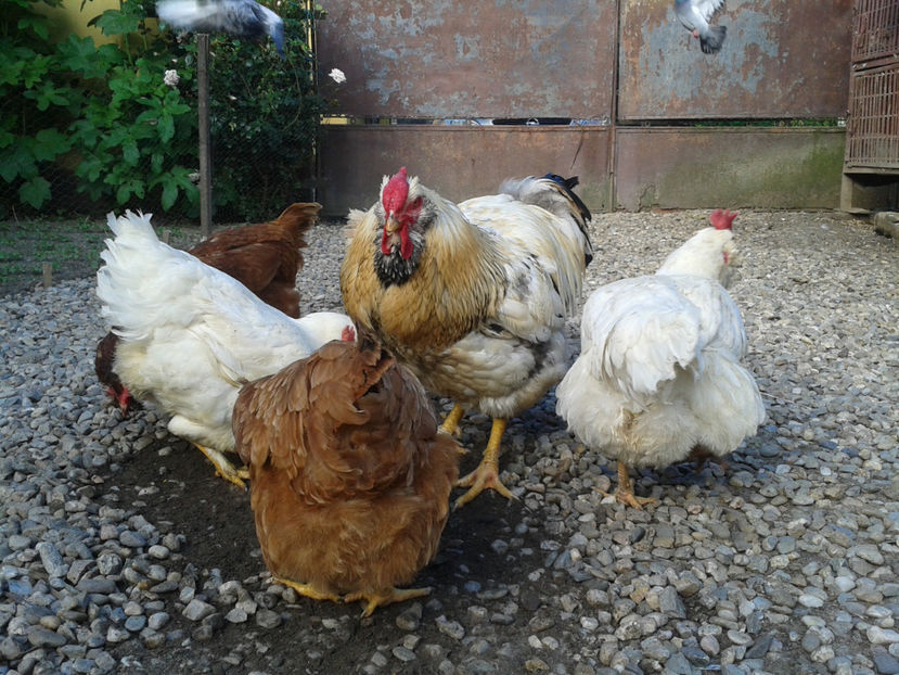  - Găini MATCĂ MATURĂ - eclozate în 2021 - fotografiate miercuri 15 mai 2024