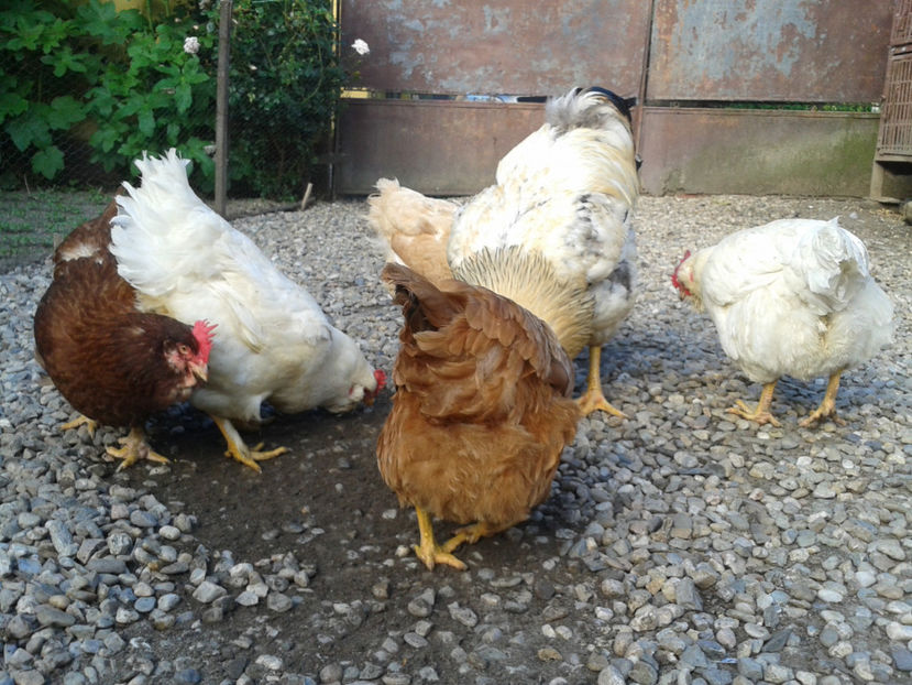  - Găini MATCĂ MATURĂ - eclozate în 2021 - fotografiate miercuri 15 mai 2024