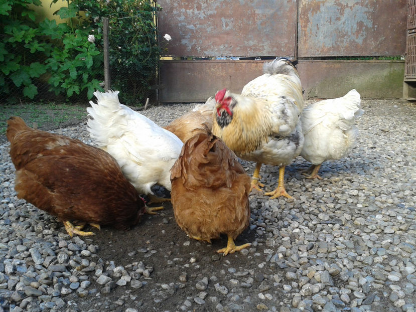  - Găini MATCĂ MATURĂ - eclozate în 2021 - fotografiate miercuri 15 mai 2024