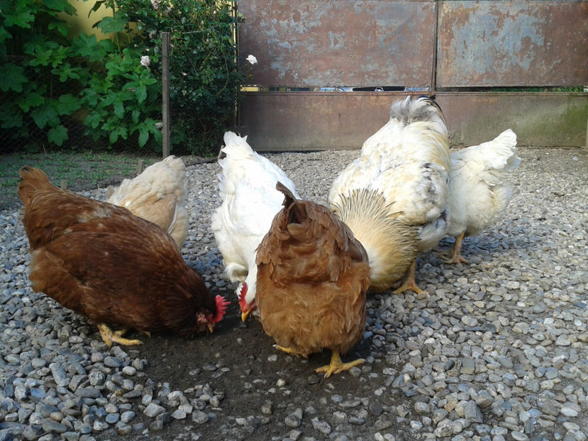  - Găini MATCĂ MATURĂ - eclozate în 2021 - fotografiate miercuri 15 mai 2024