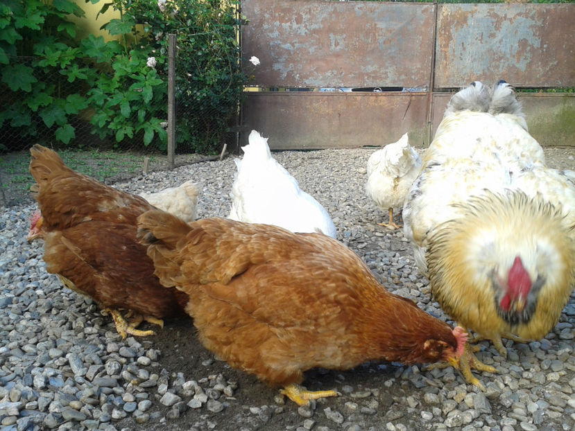  - Găini MATCĂ MATURĂ - eclozate în 2021 - fotografiate miercuri 15 mai 2024