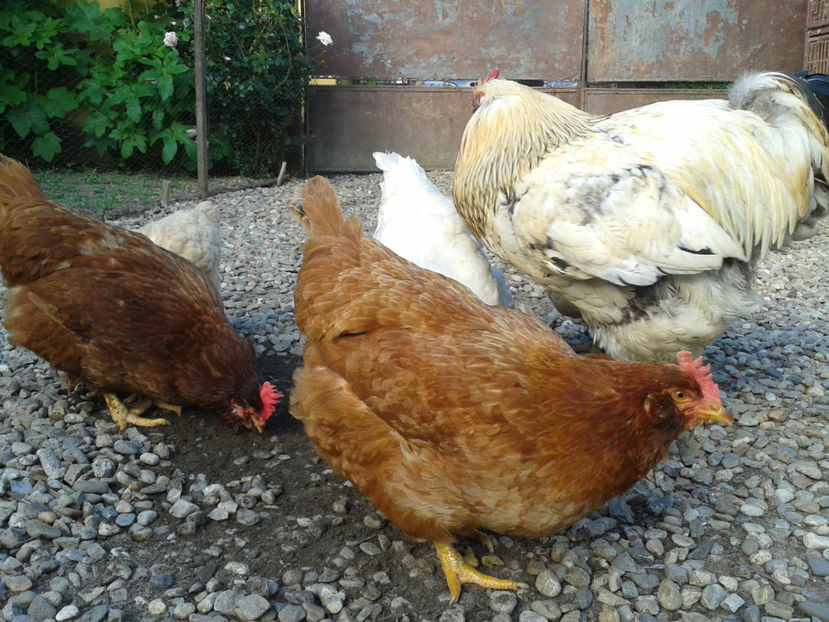  - Găini MATCĂ MATURĂ - eclozate în 2021 - fotografiate miercuri 15 mai 2024