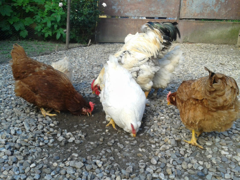  - Găini MATCĂ MATURĂ - eclozate în 2021 - fotografiate miercuri 15 mai 2024