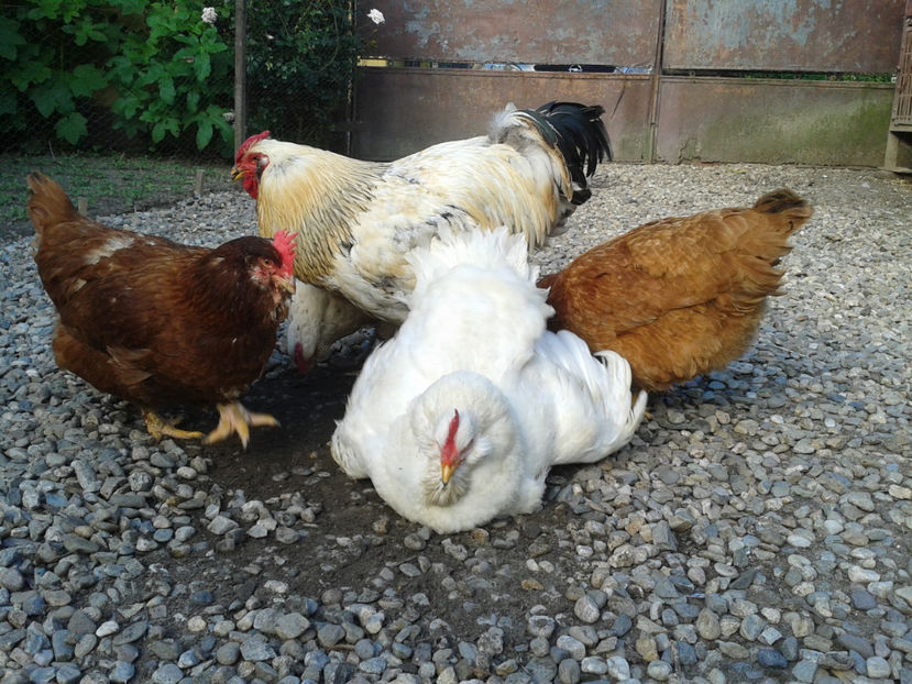  - Găini MATCĂ MATURĂ - eclozate în 2021 - fotografiate miercuri 15 mai 2024