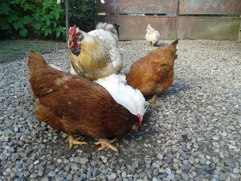  - Găini MATCĂ MATURĂ - eclozate în 2021 - fotografiate miercuri 15 mai 2024