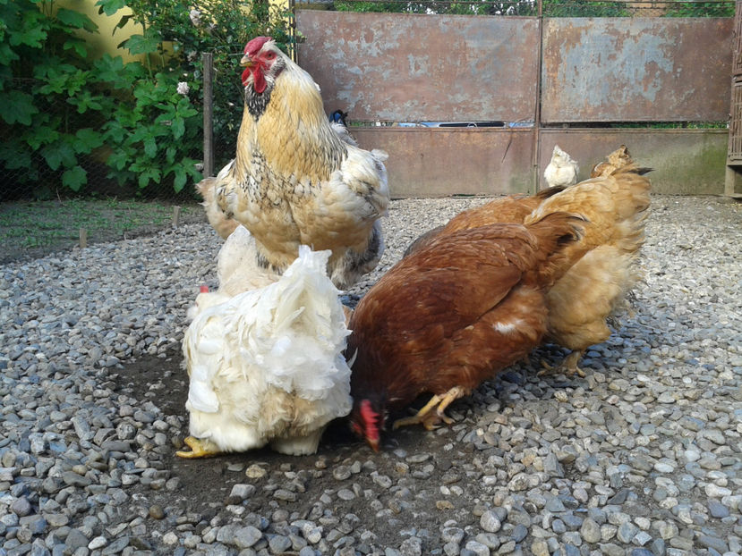  - Găini MATCĂ MATURĂ - eclozate în 2021 - fotografiate miercuri 15 mai 2024