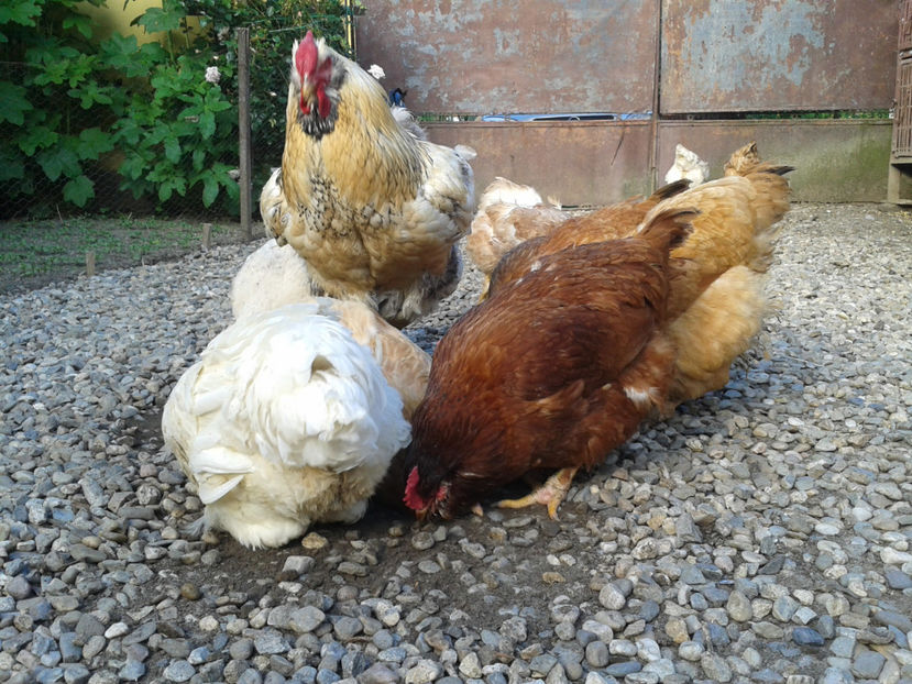  - Găini MATCĂ MATURĂ - eclozate în 2021 - fotografiate miercuri 15 mai 2024