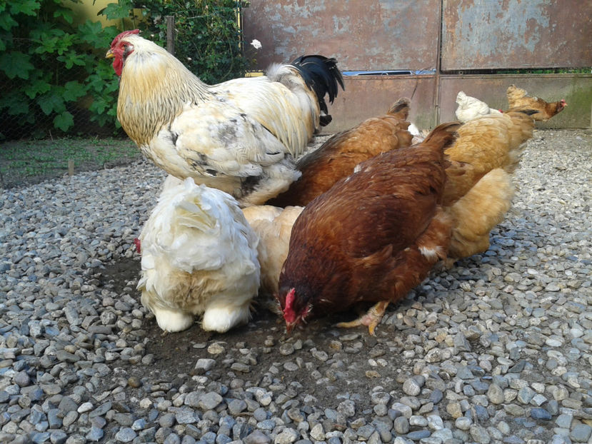  - Găini MATCĂ MATURĂ - eclozate în 2021 - fotografiate miercuri 15 mai 2024