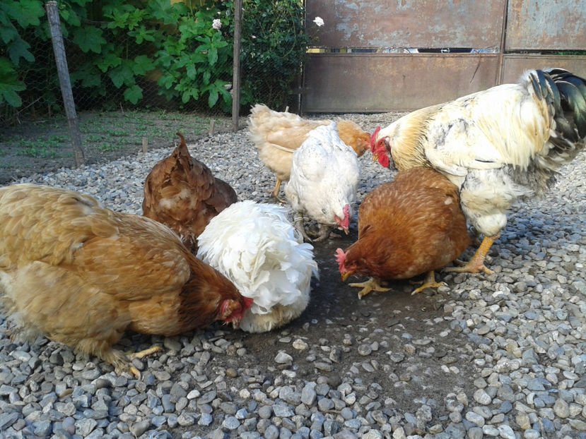  - Găini MATCĂ MATURĂ - eclozate în 2021 - fotografiate miercuri 15 mai 2024