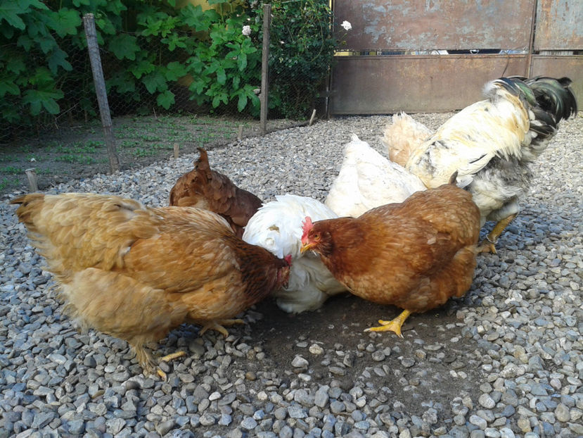  - Găini MATCĂ MATURĂ - eclozate în 2021 - fotografiate miercuri 15 mai 2024