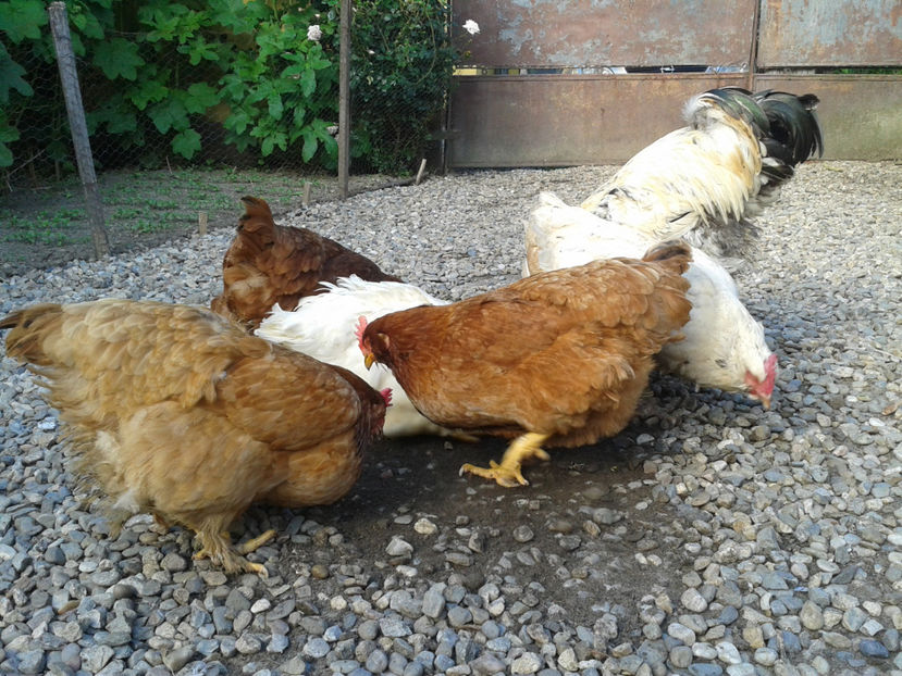  - Găini MATCĂ MATURĂ - eclozate în 2021 - fotografiate miercuri 15 mai 2024