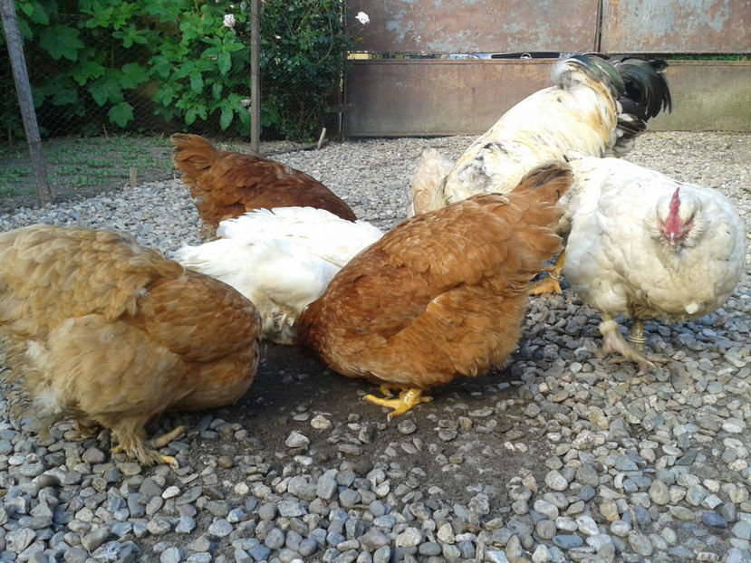  - Găini MATCĂ MATURĂ - eclozate în 2021 - fotografiate miercuri 15 mai 2024