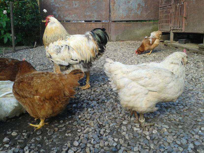  - Găini MATCĂ MATURĂ - eclozate în 2021 - fotografiate miercuri 15 mai 2024