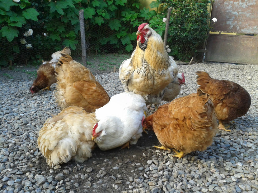  - Găini MATCĂ MATURĂ - eclozate în 2021 - fotografiate miercuri 15 mai 2024