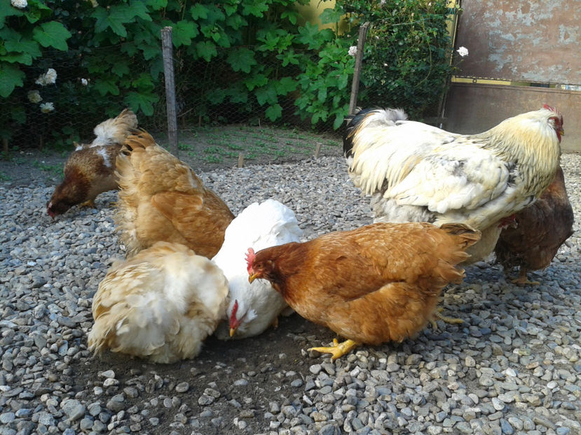  - Găini MATCĂ MATURĂ - eclozate în 2021 - fotografiate miercuri 15 mai 2024