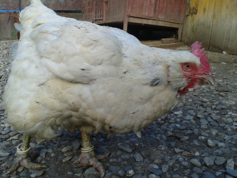  - Găini MATCĂ MATURĂ - eclozate în 2021 - fotografiate miercuri 15 mai 2024