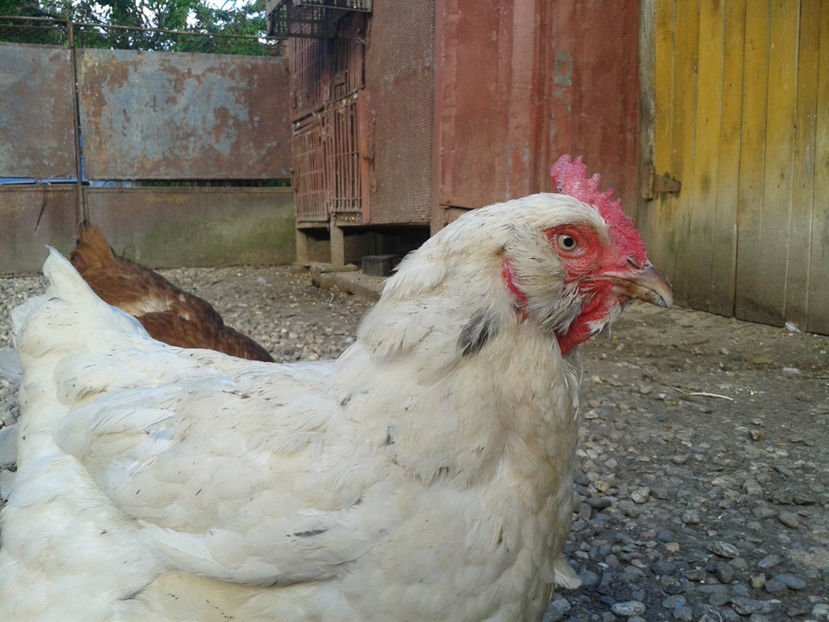  - Găini MATCĂ MATURĂ - eclozate în 2021 - fotografiate miercuri 15 mai 2024