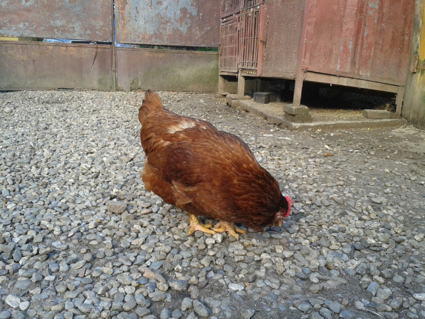  - Găini MATCĂ MATURĂ - eclozate în 2021 - fotografiate miercuri 15 mai 2024