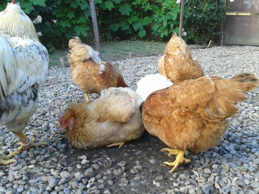  - Găini MATCĂ MATURĂ - eclozate în 2021 - fotografiate miercuri 15 mai 2024