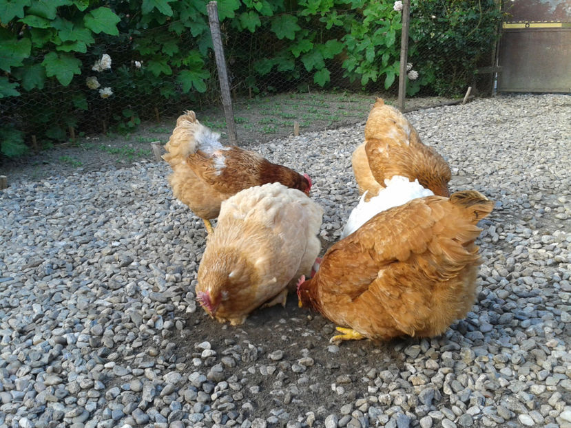  - Găini MATCĂ MATURĂ - eclozate în 2021 - fotografiate miercuri 15 mai 2024