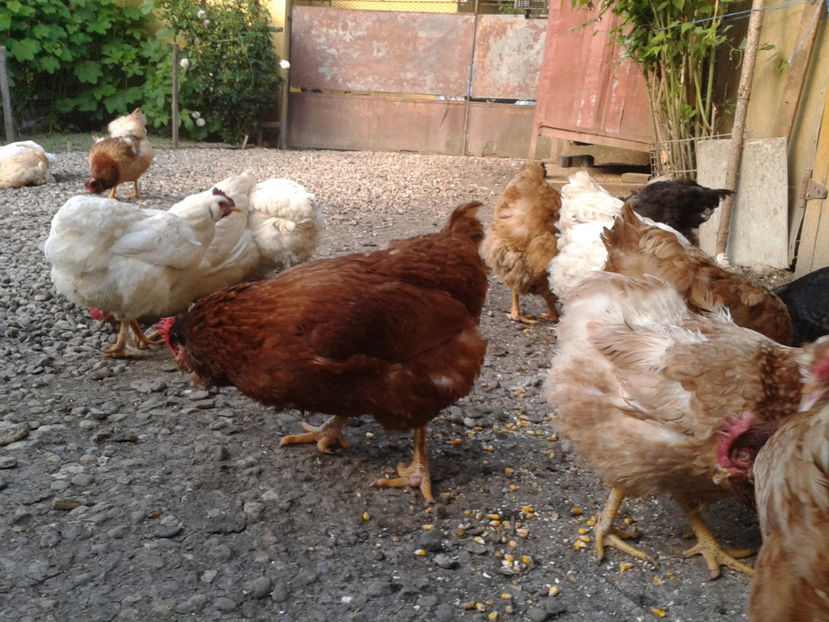  - Găini MATCĂ MATURĂ - eclozate în 2021 - fotografiate miercuri 15 mai 2024