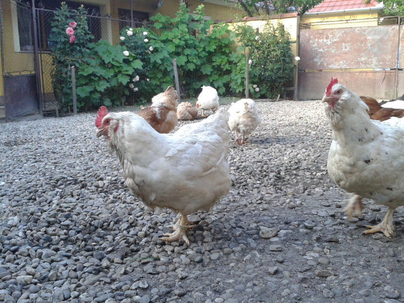  - Găini MATCĂ MATURĂ - eclozate în 2021 - fotografiate miercuri 15 mai 2024