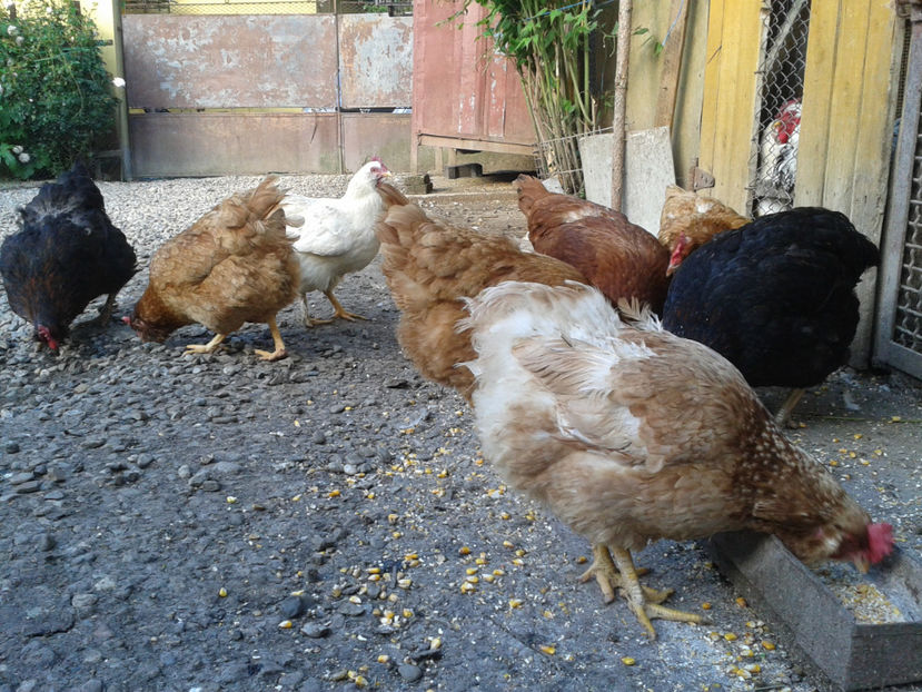  - Găini MATCĂ MATURĂ - eclozate în 2021 - fotografiate miercuri 15 mai 2024