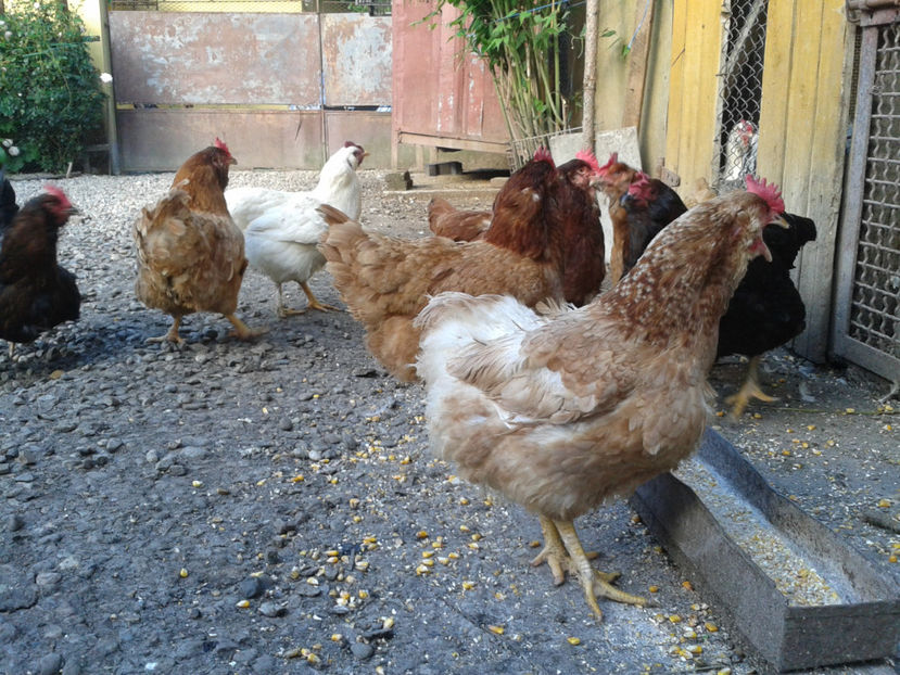  - Găini MATCĂ MATURĂ - eclozate în 2021 - fotografiate miercuri 15 mai 2024