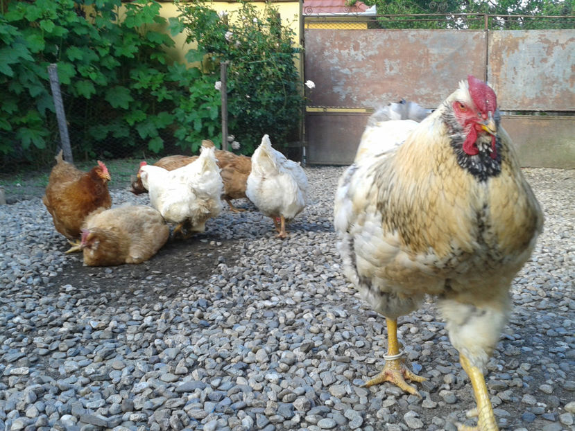  - Găini MATCĂ MATURĂ - eclozate în 2021 - fotografiate miercuri 15 mai 2024