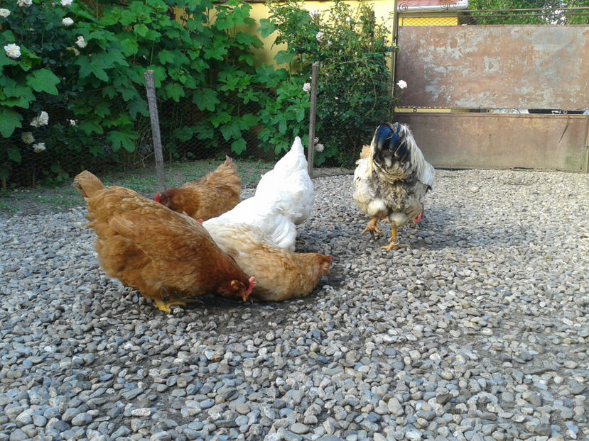  - Găini MATCĂ MATURĂ - eclozate în 2021 - fotografiate miercuri 15 mai 2024