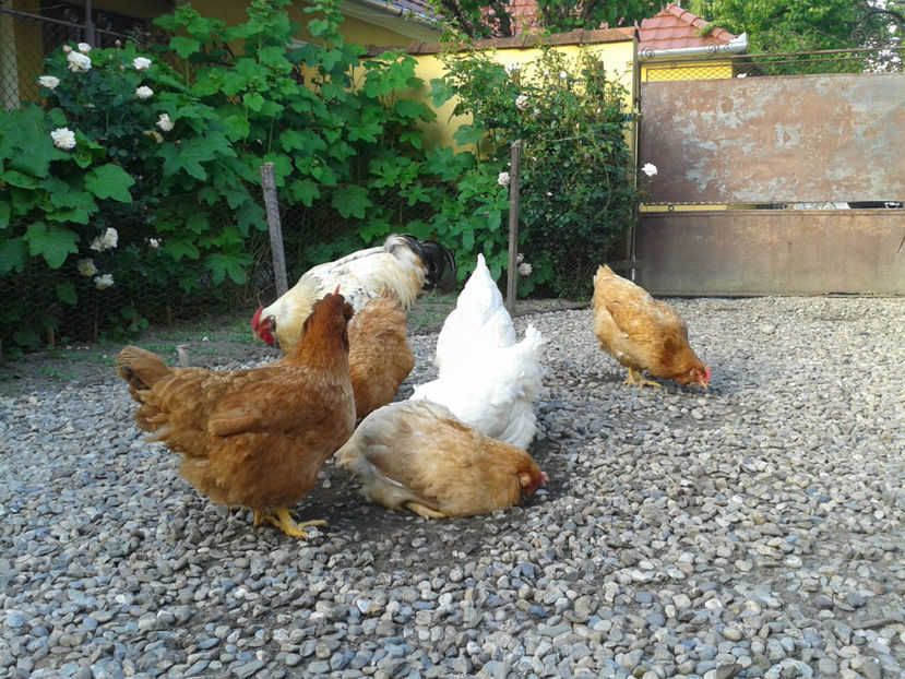  - Găini MATCĂ MATURĂ - eclozate în 2021 - fotografiate miercuri 15 mai 2024