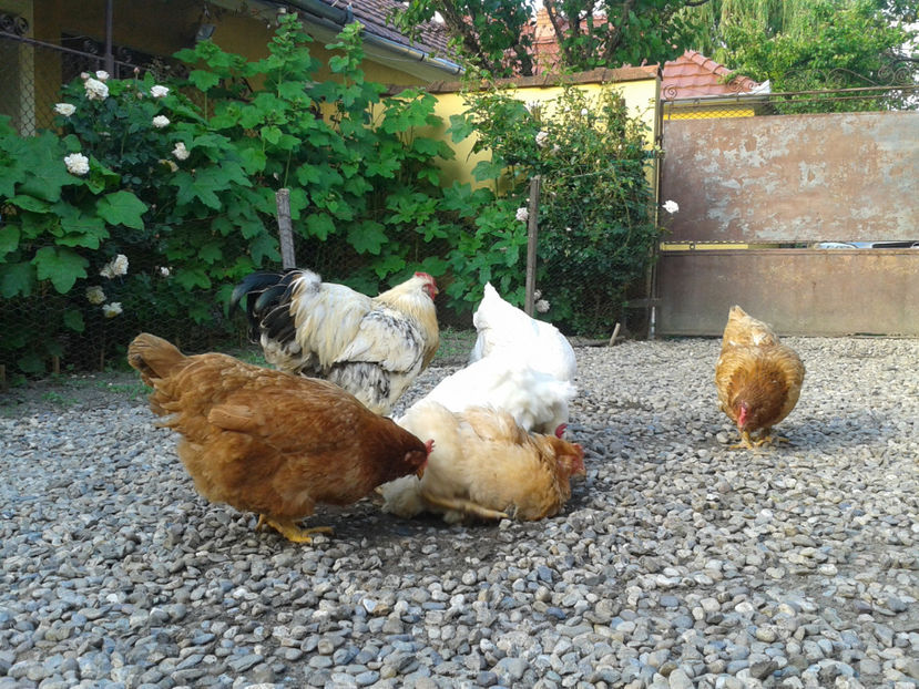  - Găini MATCĂ MATURĂ - eclozate în 2021 - fotografiate miercuri 15 mai 2024