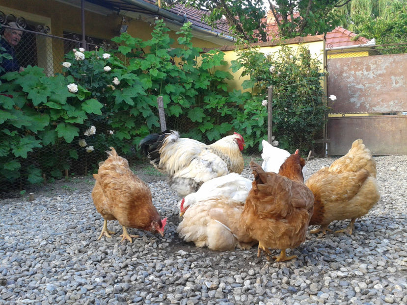  - Găini MATCĂ MATURĂ - eclozate în 2021 - fotografiate miercuri 15 mai 2024