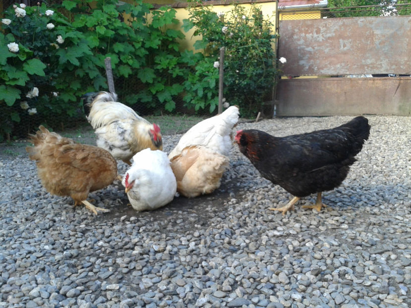  - Găini MATCĂ MATURĂ - eclozate în 2021 - fotografiate miercuri 15 mai 2024