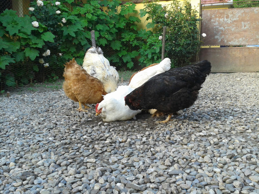  - Găini MATCĂ MATURĂ - eclozate în 2021 - fotografiate miercuri 15 mai 2024