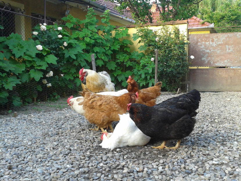  - Găini MATCĂ MATURĂ - eclozate în 2021 - fotografiate miercuri 15 mai 2024