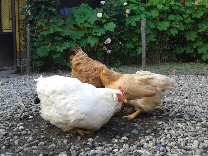  - Găini MATCĂ MATURĂ - eclozate în 2021 - fotografiate miercuri 15 mai 2024