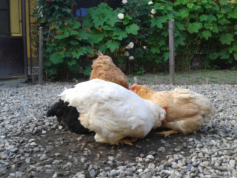  - Găini MATCĂ MATURĂ - eclozate în 2021 - fotografiate miercuri 15 mai 2024